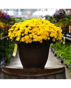 13"" Pot