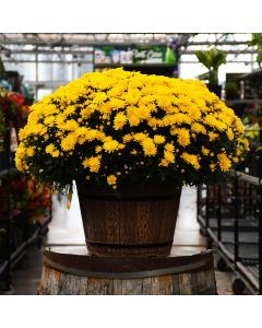 16"" Pot
