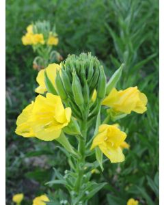 Oenothera, Ozark Sundrops