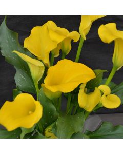 Zantedeschia, Calla Lily 'Yellow'