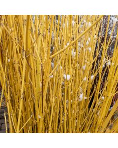 Dogwood Branches, Yellow