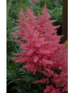 Astilbe, Hybrid Astilbe 'Younique™ Carmine'