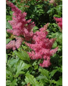 Astilbe, Hybrid Astilbe 'Younique™ Cerise'