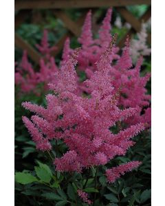 Astilbe, Hybrid Astilbe 'Younique™ Lilac'