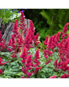 Astilbe, Hybrid Astilbe 'Younique™ Ruby Red'