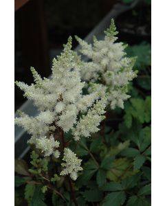 Astilbe, Hybrid Astilbe 'Younique™ White'