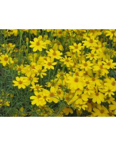 Coreopsis, Threadleaf Tickseed 'Zagreb'