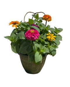 Zinnia, Magnificent Magellan™ Mix Patio Planter