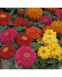 Zinnia, Magnificent Magellan™ Mix