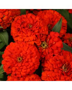 Zinnia, Magellan™ 'Scarlet'