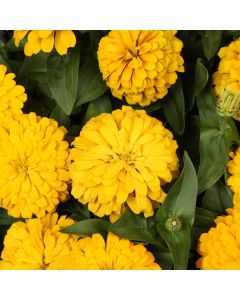 Zinnia, Magellan™ 'Yellow'
