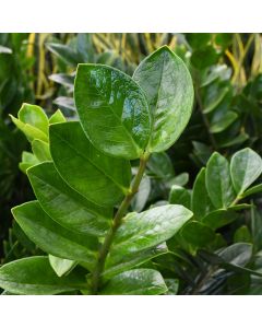 Zamioculcas Zamiifolia, ZZ Plant 'Gerten Grown'