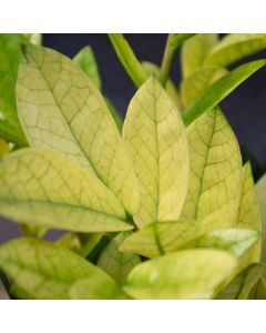 Zamioculcas Zamiifolia 'Chameleon'