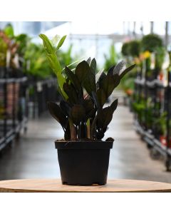 6"" Pot