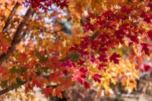 Acer, Freeman Maple 'First Editions® Matador™' (Large Sizes)