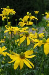 Rudbeckia, Gloriosa Daisy 'Autumn Sun'