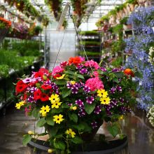 'Awesome Combo' Classic Hanging Basket