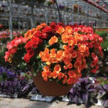 Begonia Rieger Mix Hanging Basket