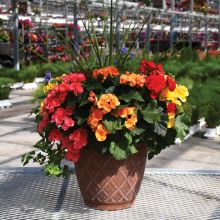 Begonia Rieger Mix Patio Planter with Spike