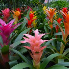 Bromeliad Guzmania 'Vase Plant'