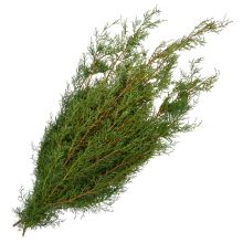 Cypress 'Carolina Sapphire Cypress'