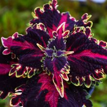 Coleus, Witches Brew