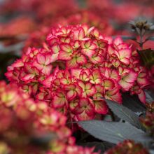 Hydrangea, Bigleaf 'First Editions® Eclipse®'