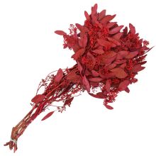 Eucalyptus with Seed Heads, Dipped 'Red'