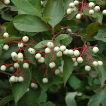Cornus, Grey Dogwood 