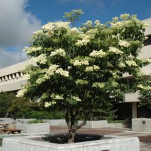 Syringa, Japanese Lilac Tree 'Ivory Silk®' (Large Sizes)