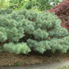 Pinus, Eastern White Pine 'Dwarf'