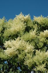 Syringa, Japanese Tree Lilac