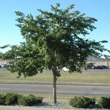 Ulmus, American Elm 'Prairie Expedition®' (Large Sizes)