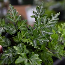 Pteris Ensiformis 'Silver Lace Fern'