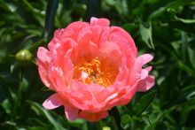 Paeonia, Pink Peony 'Coral Sunset'