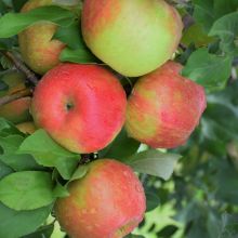 Malus, Fruiting Apple 'Honeycrisp' (Large Sizes)