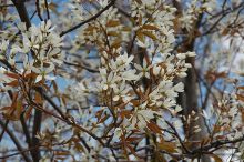Amelanchier, Serviceberry Tree 'Autumn Brilliance®'
