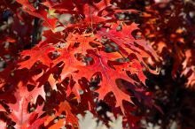 Quercus, Northern Pin Oak 'First Editions® Majestic Skies™'