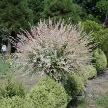 Salix, Dappled Willow Tree 'Hakura Nishiki'