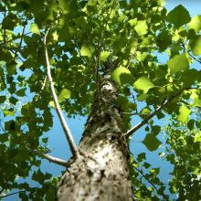 Populus, Cottonless Poplar 'InnovaTree&trade;'