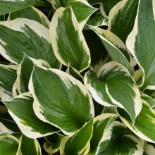 Hosta, White-Green 'Patriot'