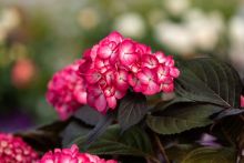 Hydrangea, Bigleaf 'First Editions® Eclipse®'