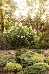 Hydrangea Tree, Panicle 'Limelight'