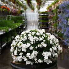 Impatiens 'White' Hanging Basket