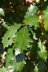 Quercus, Ware's Oak 'Kindred Spirit®'