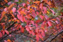 Carpinus, Blue Beech