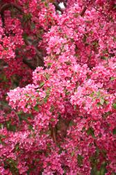 Malus, Flowering Crabapple 'Prairiefire'