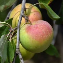Malus, Fruiting Apple 'Zestar!&reg;'
