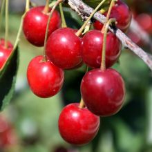 Prunus, Cherry 'Northstar'