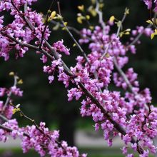 Cercis, Redbud 'Minnesota Strain'